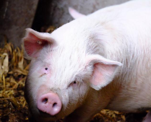 养殖兽药购买技巧和方法,在网上购买低价兽药靠不靠谱