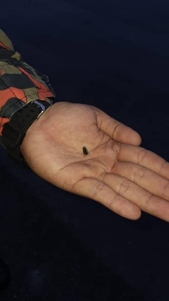 大马消防员接紧急报警称“野兽”被困，全副武装出警发现是只苍蝇