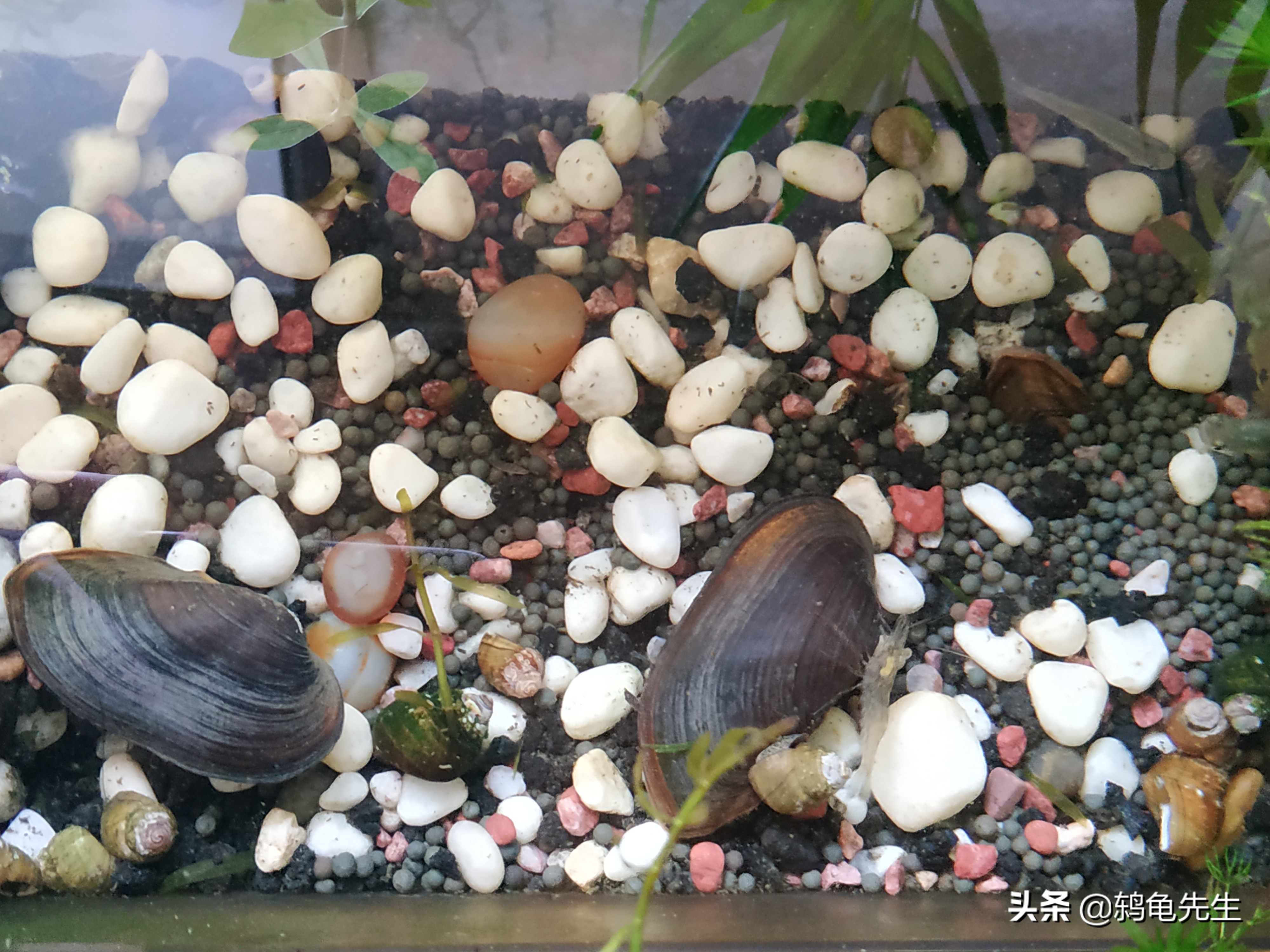 河蚌为什么会突然死掉,河蚌的水质太脏会死吗