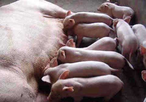 母猪临产前都有哪些征兆？