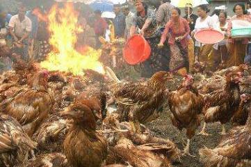 诊断禽流感必须关注和甄别什么,鸡禽流感怎么防治