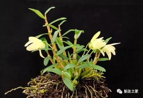 石斛兰用苔藓包着水培不烂根吗,香水石斛兰烂根重栽怎么浇水
