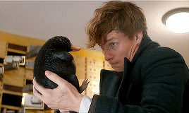 还没看《神奇动物在哪里》？没关系，你错过的神奇动物都在这里