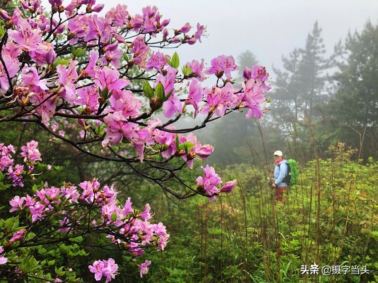 初夏游江西：历经晴、雨、雾，穿越武功山