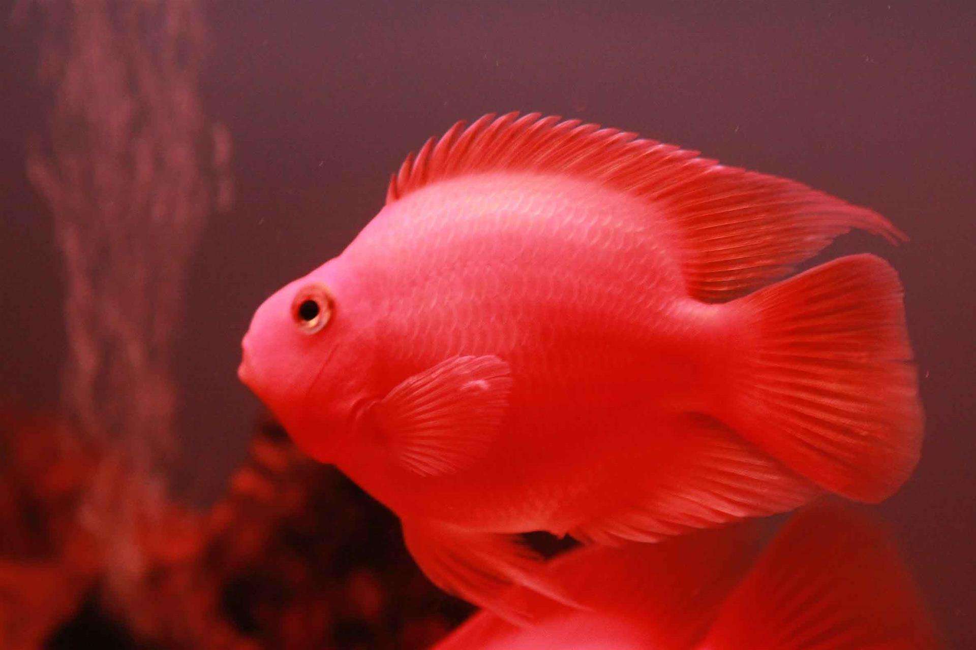 深水鱼缸不让鱼缺氧的办法,鱼缸困水除氯气是智商税吗