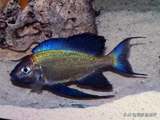 三湖慈鲷蓝波,坦湖慈鲷的饲养与繁殖