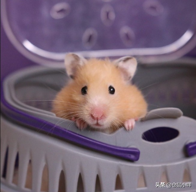 新手养仓鼠常遇到的8大问题