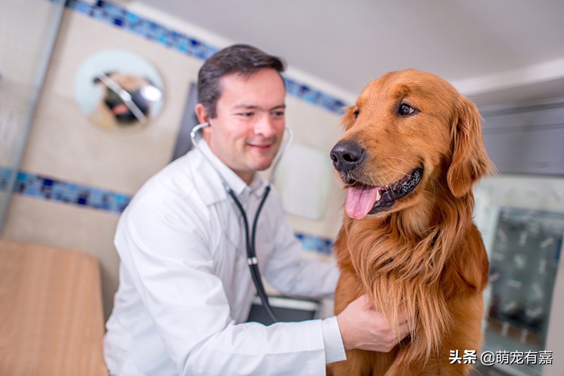 先天性心脏病狗狗的关注事项,心脏病的狗狗吃什么药