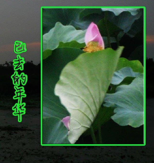 丑小鸭变白天鹅真实改编,丑小鸭摇身一变白天鹅