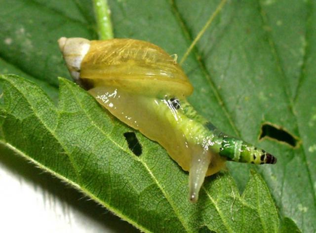 是敌是友一种很微妙的关系,是敌是友分不清的状态