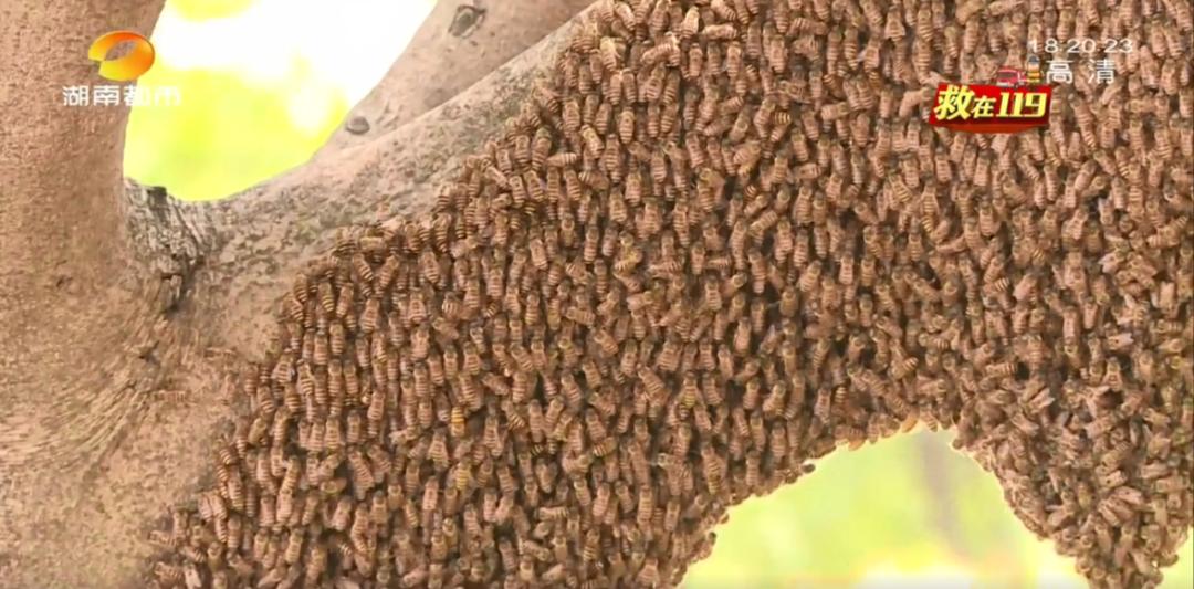 成群蜜蜂飞进屋里死亡,一群蜜蜂飞进家里全死了