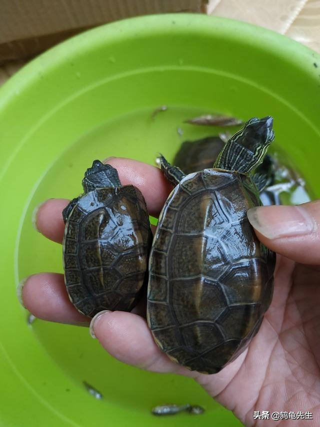 乌龟冬眠前要清肠多久,乌龟冬眠前怎样清肠