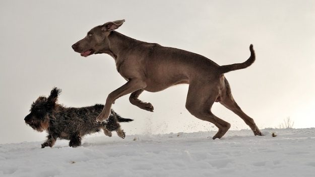 布鲁氏菌属于哪类传染病,布鲁氏菌病不容易查不出来吗