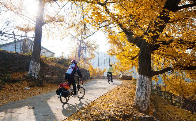 国家地理100个最美景观摄影点,全国银杏观赏地图