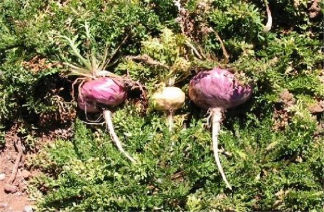 玛咖种子怎样种植,人工种植的玛卡