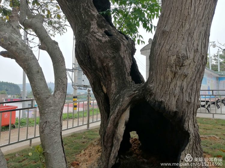 百年苦楝,百年苦槠树