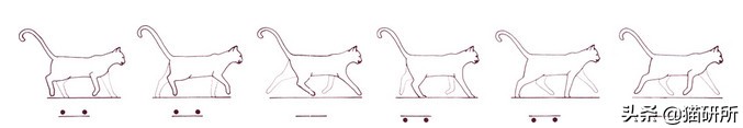猫步怎么走八字步,猫步的基本动作图片