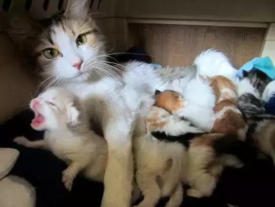 怀孕母猫如何照顾?怀孕期间及生产后的关注事项？