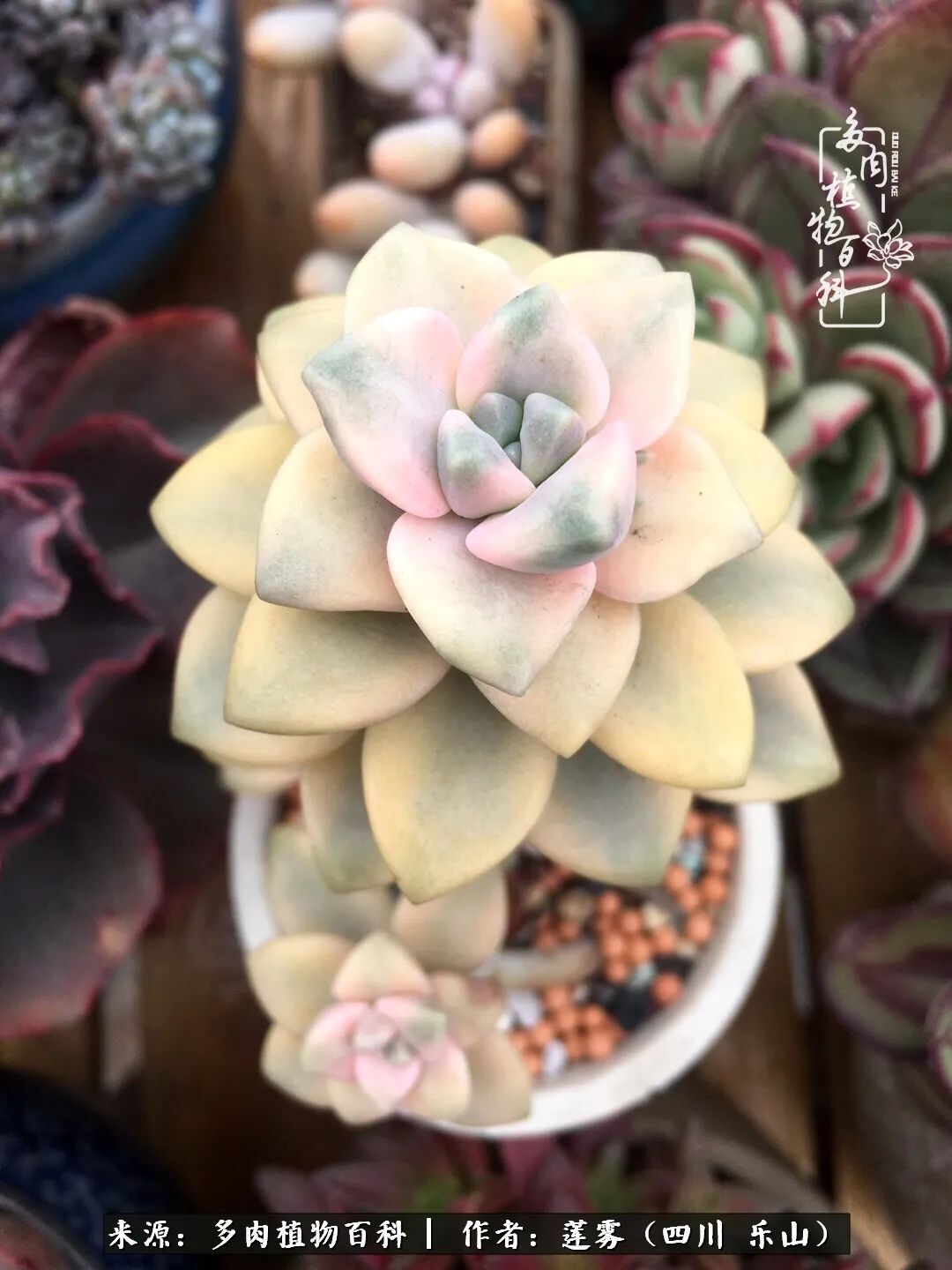 治愈系多肉精灵,初冬携一抹暖阳与多肉相伴