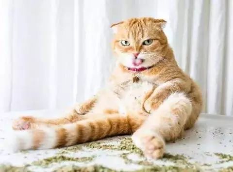 新到家猫咪需要做什么体检,猫咪到家第一夜铲屎官怎么做