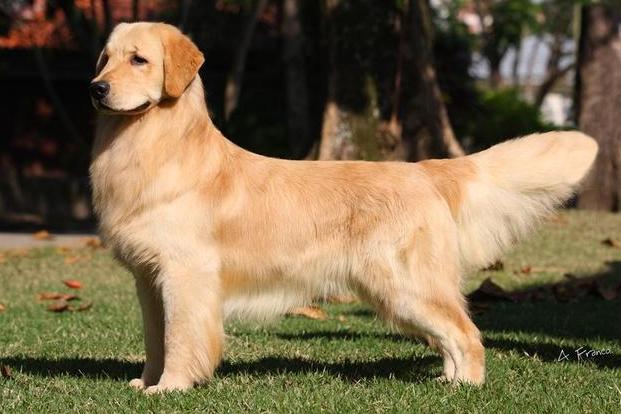 挑选纯种金毛,挑选金毛的正确方法