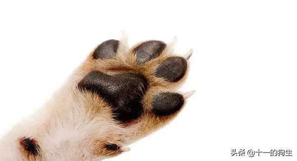 狗的爪子代表什么,关于狗爪的10个小知识