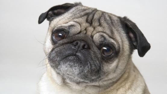 狗狗一直叫还乱咬东西是什么原因,狗狗总是乱叫怎么制止