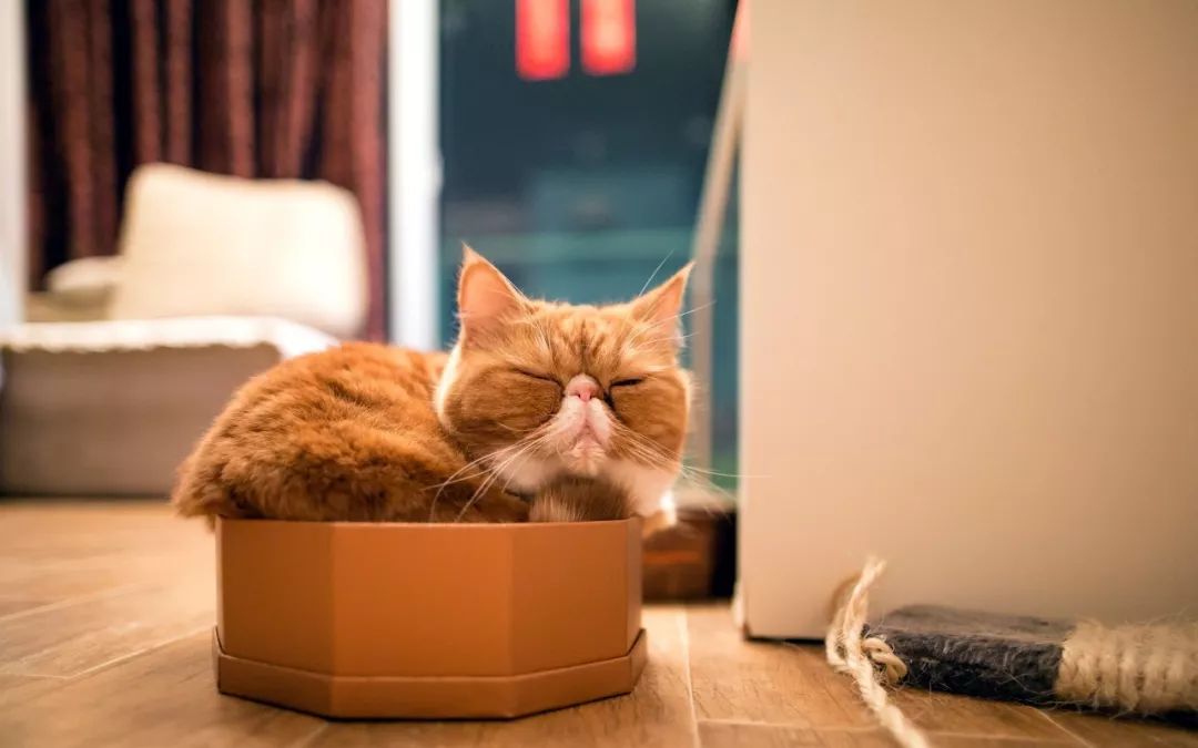 猫咪急救手册,猫咪动脉血栓取出