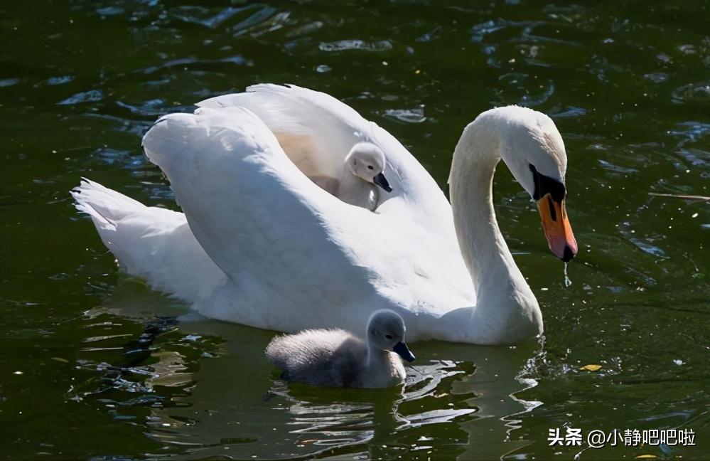 你不知道的国家冷知识德国,你不知道的国家冷知识希腊