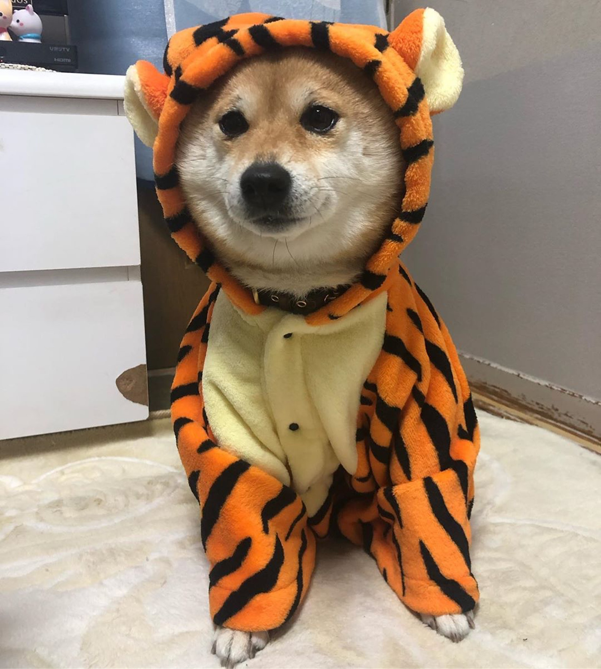 被砖头压住了！影帝柴犬超入戏25个连自己也骗倒的瞬间