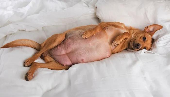 狗狗生产前后怎样护理,狗狗尿道改道后主人回家怎么护理