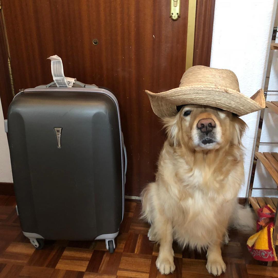 听说所有的狗会跟主人越长越像,狗长得越来越像主人