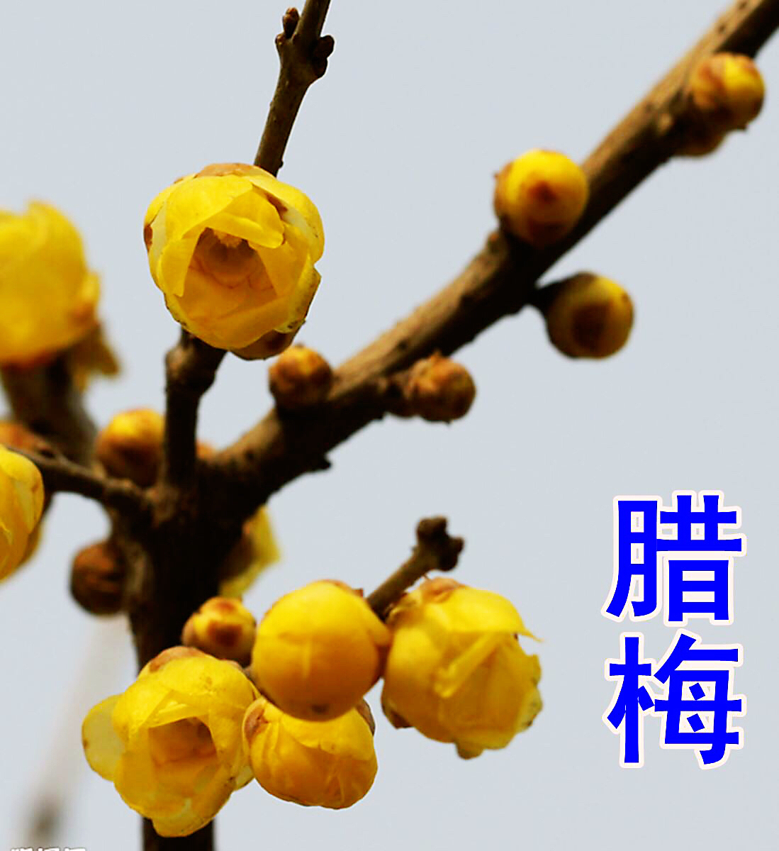 腊梅迎春绽放满园幽香扑鼻,腊梅花香清香扑鼻