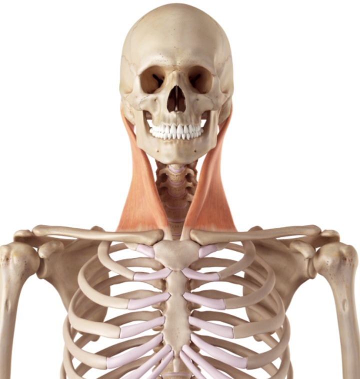 靠墙站真的可以矫正驼背伸脖子吗？