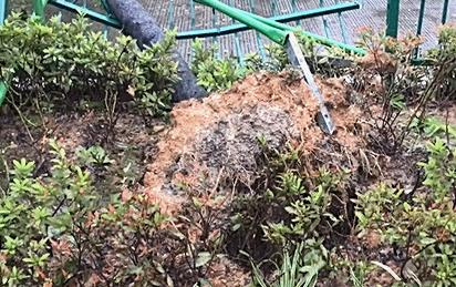 西湖60年大树被连根拔起,西湖大树被淹断电