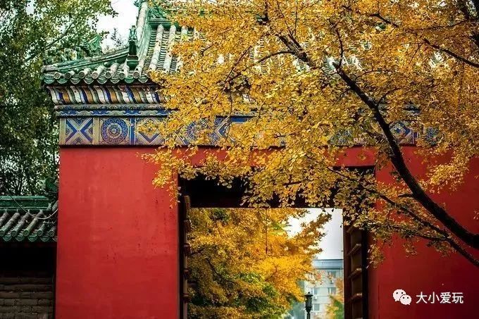 银杏北京打卡地,北京十大银杏观赏地图