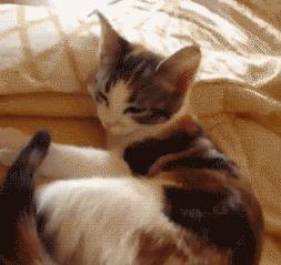 猫晚上睡觉发梦咬人,猫咪做梦会被吓醒吗