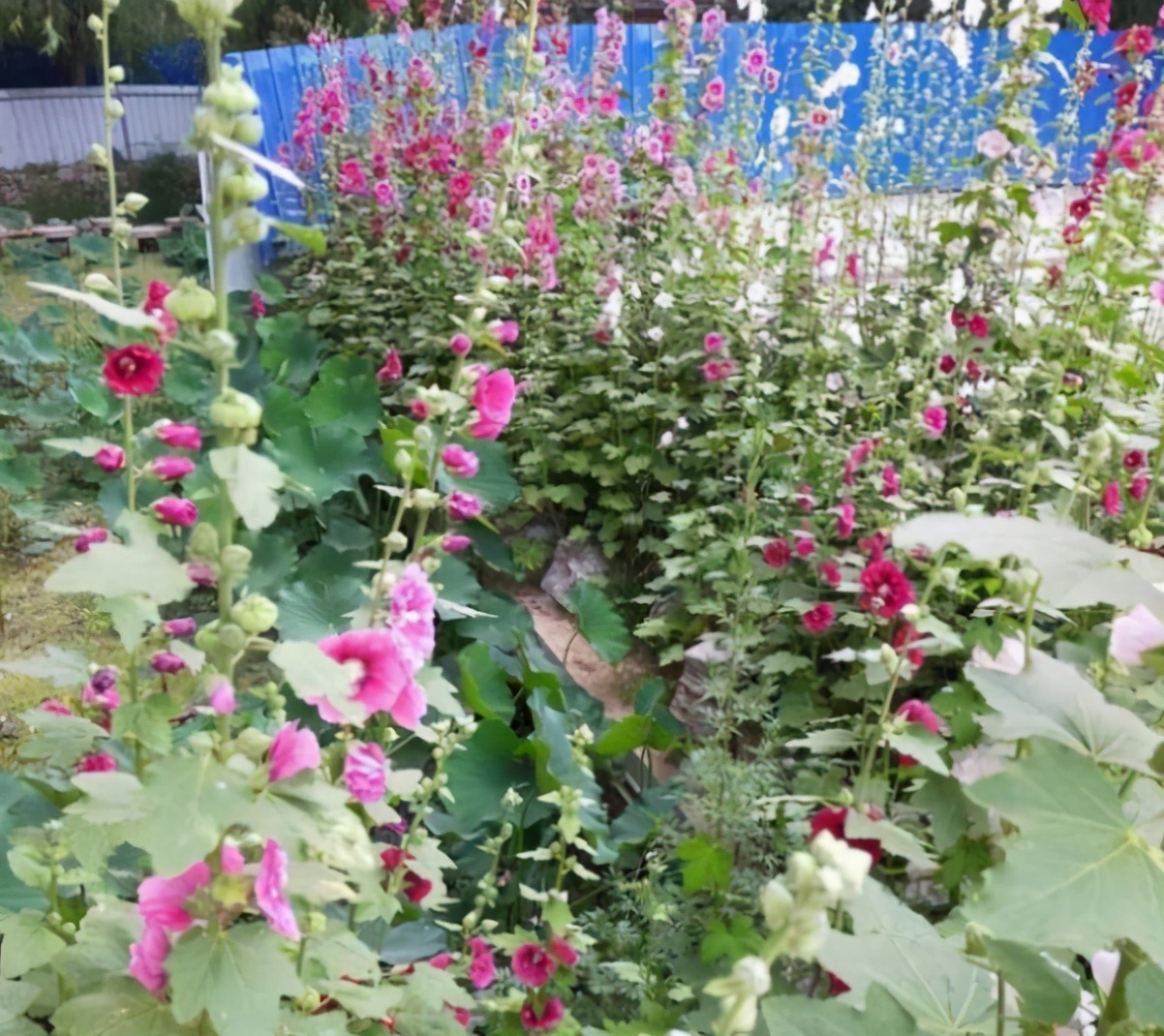 4种花深受花友喜欢,4种花超爱开花好养漂亮