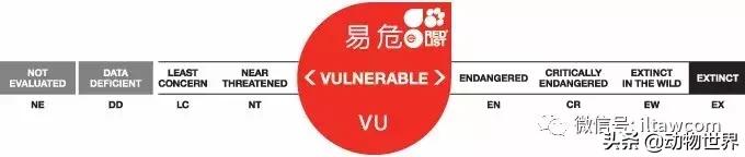 企鹅没有毛还能生活在北极,企鹅没有冰能生活吗