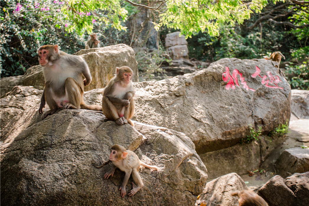 海南必玩猴岛与呆呆丨看萌呆猕猴，呆呆岛发呆