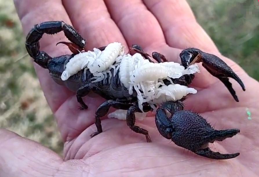 男子路边发现神秘生物吓坏了,男子攀爬险峻岩石突然发现蝎子