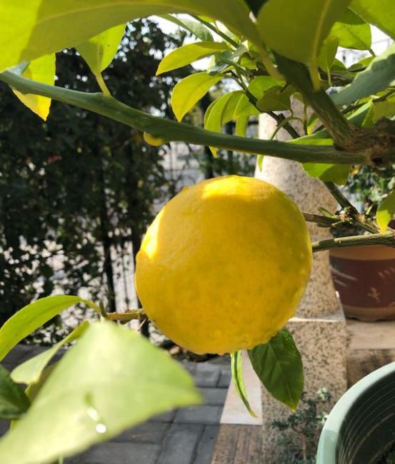 柠檬盆栽结果后怎么养护,柠檬盆栽结果了怎么养护呢