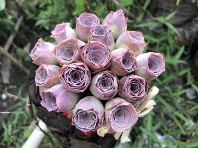 山地玫瑰的休眠期,山地玫瑰休眠期图片