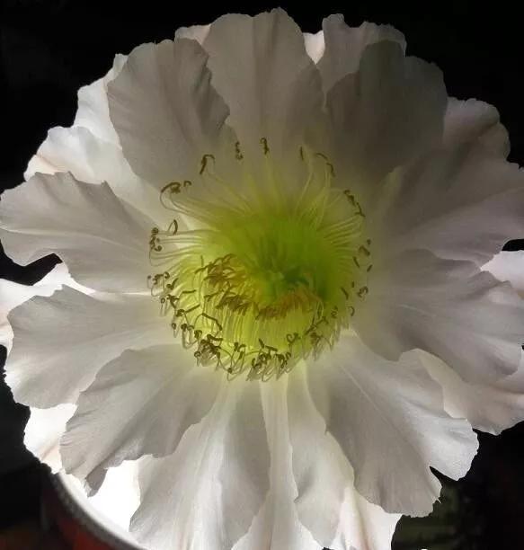 100种仙人球的品种视频,仙人球100种图片高清大图