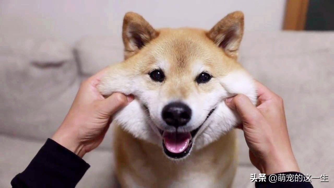 缺乏管教的狗狗常有的5种行为,狗狗屡教不改应该怎么惩罚它