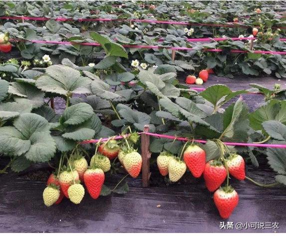 草莓种植裂口,种植草莓为何会出现烂草莓