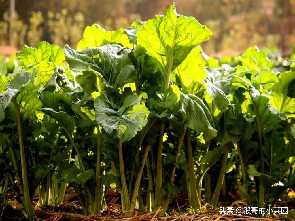 芥菜好吃有诀窍,最好的芥菜有几种