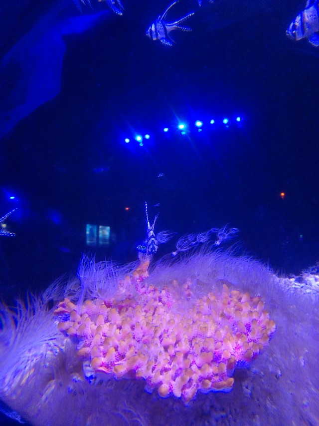 抚顺皇家海洋乐园冲浪馆图片,抚顺皇家极地海洋乐园视频