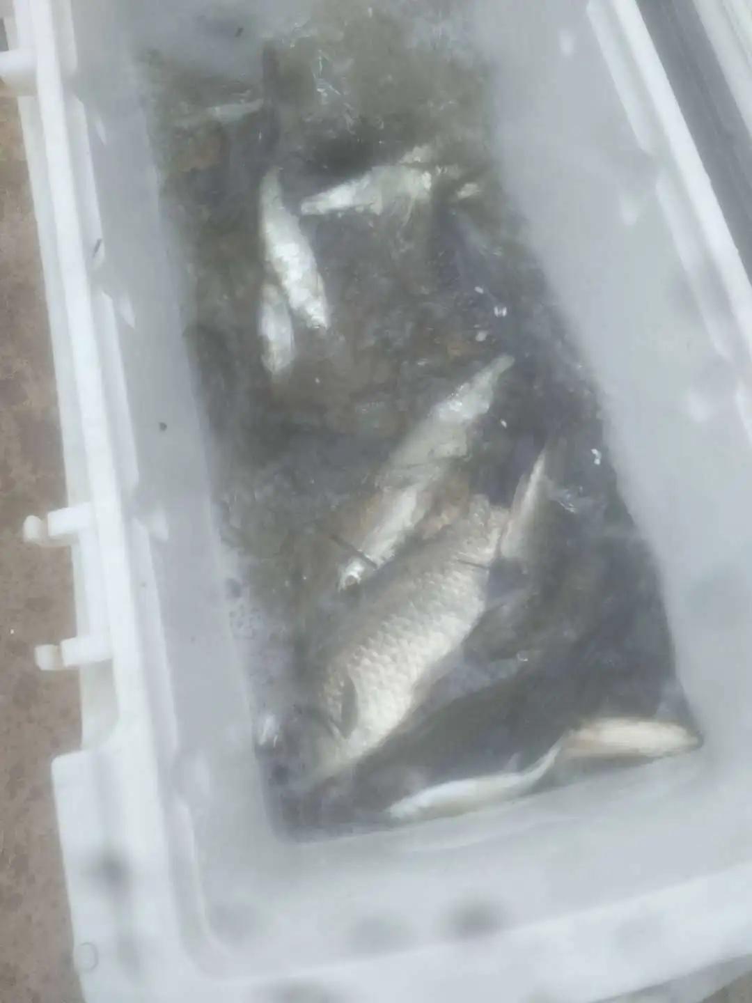黑龙滩水库最新鱼情,德阳中江继光水库