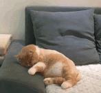 猫为什么会做梦,猫咪也会做梦吗都梦到了啥